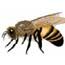 Méhészet: képzés, rendezvények, szaktanácsadó-hálózat és varroa-atka elleni védekezés támogatása