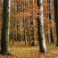 Erdőtelepítés, erdőszerkezet-átalakítás és fásítás támogatásai
