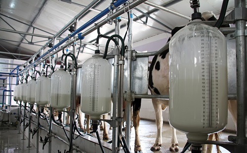 A kormány a tejtermelők mellett áll