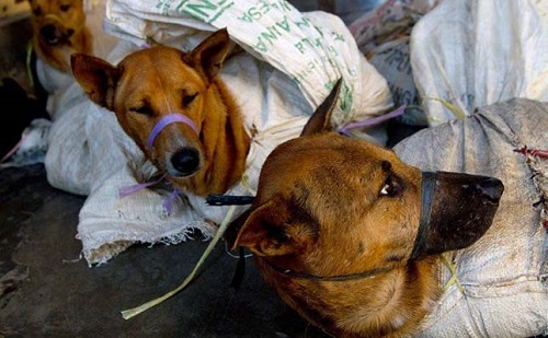Idén is tiltakoztak a dél-kínai kutyahúsfesztivál miatt
