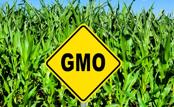 GMO-mentes