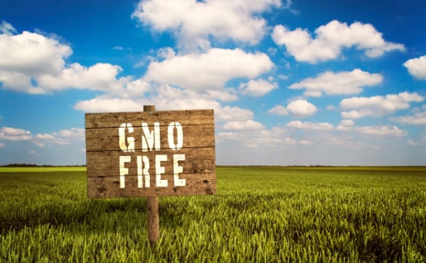 Fazekas: nem engedünk a GMO-nak