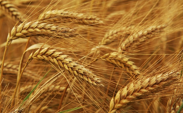 Az agrárkamara 5 százalékra csökkentené a gabonafélék áfakulcsát