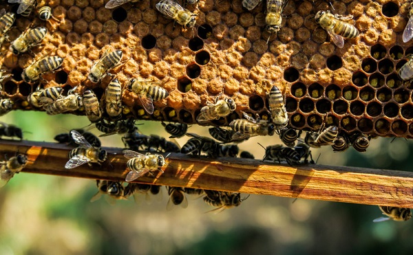 Stratégiai megállapodást kötött az agrártárca és a méhészek egyesülete 