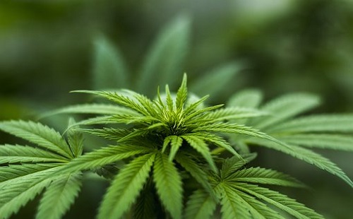 Több mint húsz tő cannabist foglaltak le