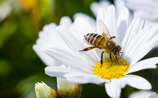 Milliárdos támogatás a méhészeti ágazatnak