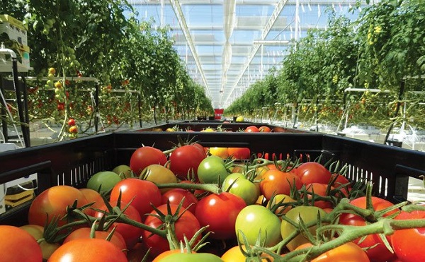 Új pályázat segíti a kertészeti üzemek korszerűsítését