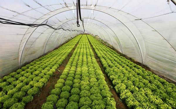 Új pályázat segíti a kertészeti üzemek korszerűsítését